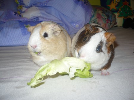 csukott szájjal egyél !