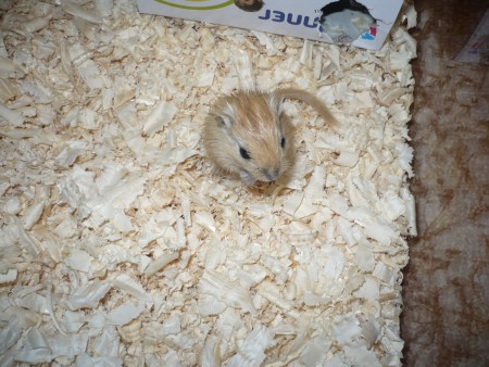 kaméleon vagyok ,beleolvadok a környezetembe 