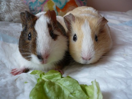 na most kié legyen az utolsó saláta ?