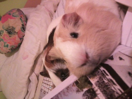 hogy tanul a gazdi ?