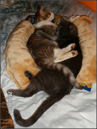 Cééé és Rupi alszik :)